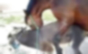 bestiality porn, sex with animal
