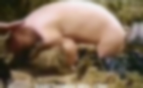 bestiality porn, 