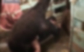 zoo porn videos, bestiality porn