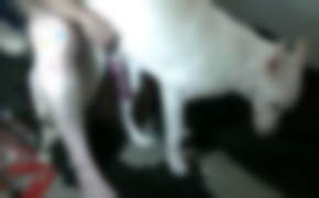 plump, engages